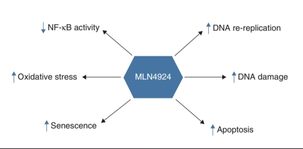mechanism of action of MLN 4924